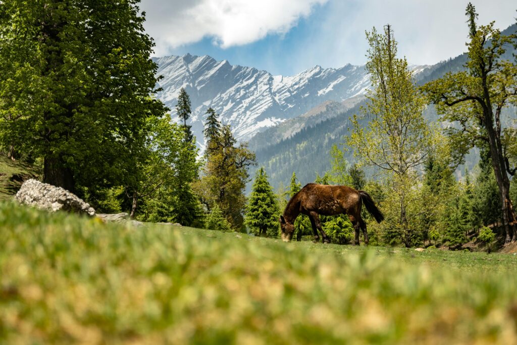 bijli mahadev trek