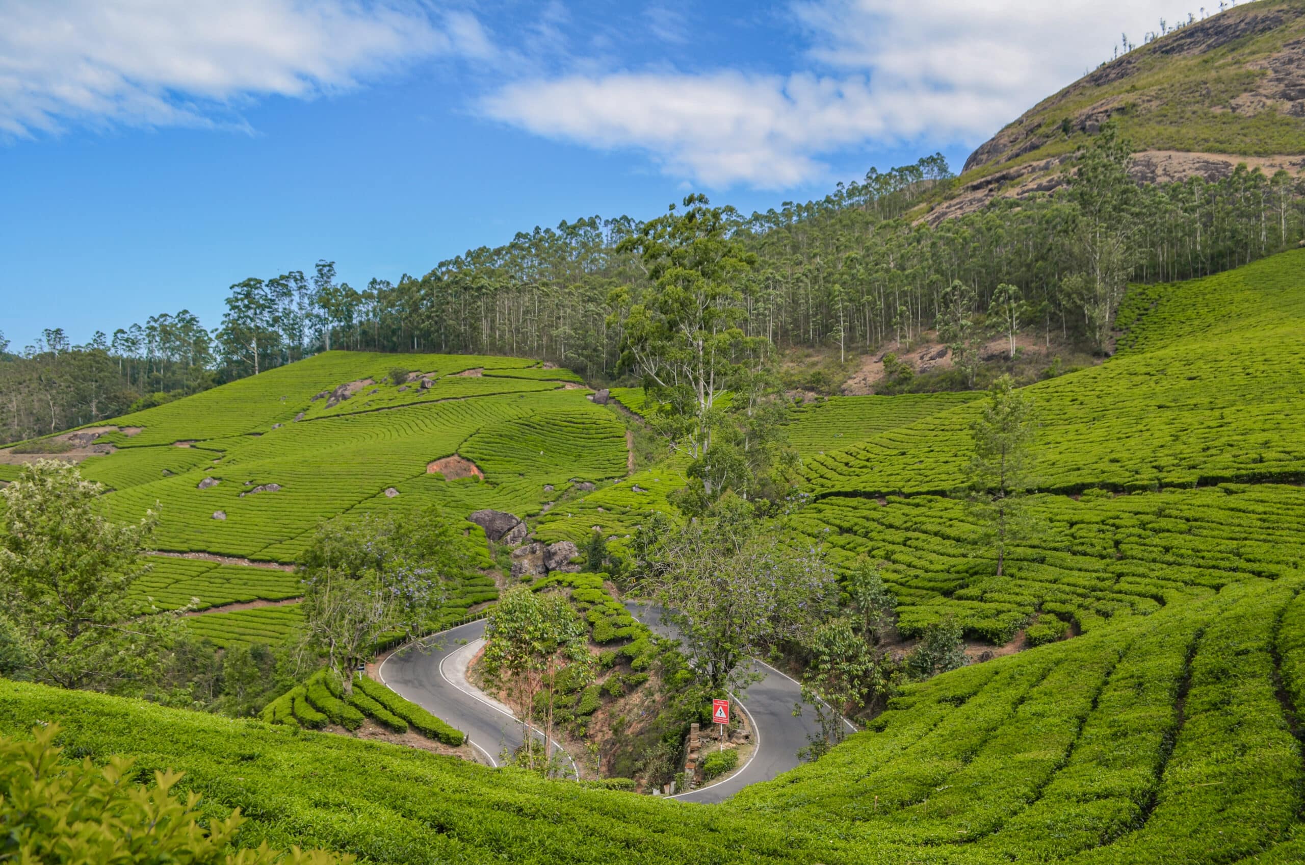 Tea garden view in Munnar Kerala for family trip